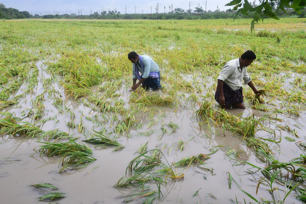  Cyclone Dana Advisory for Paddy Farmers